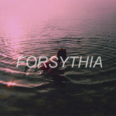 Forsythia