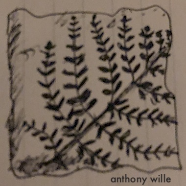 Anthony Wille