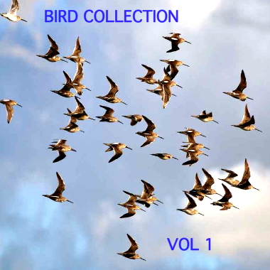 Bird Collection Vol 1